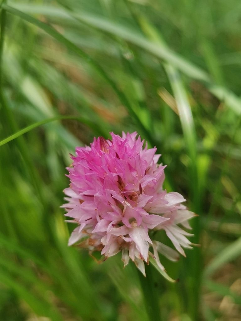 Gymnadenia lithopolitanica, photographed by Ljaž