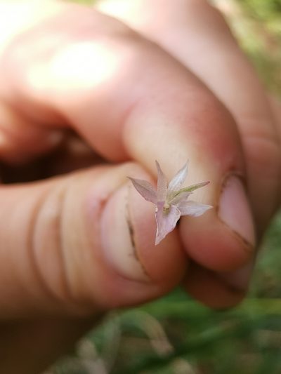 Gymnadenia lithopolitanica, photographed by Ljaž