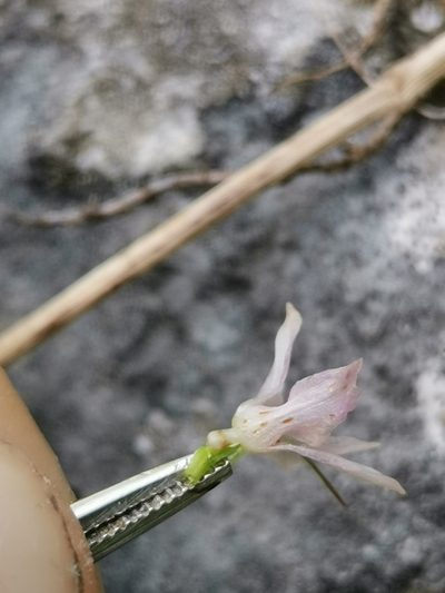 Gymnadenia lithopolitanica, photographed by Ljaž