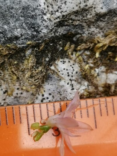 Gymnadenia lithopolitanica, photographed by Ljaž