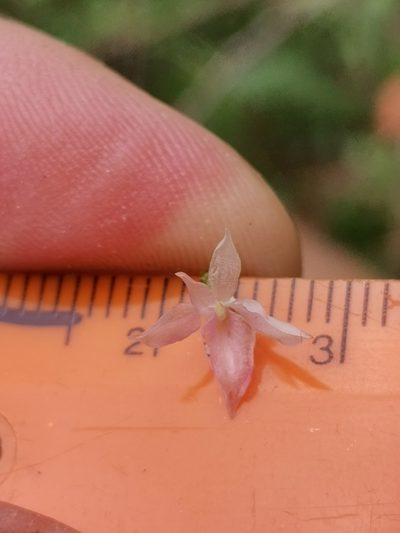 Gymnadenia lithopolitanica, photographed by Ljaž