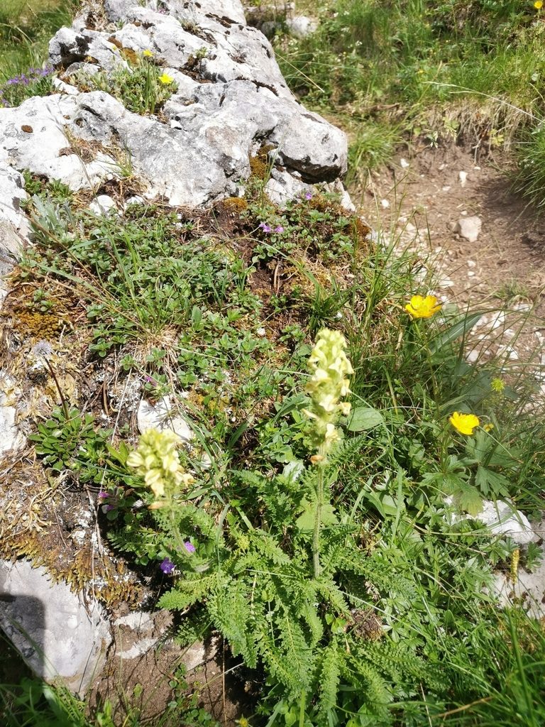 Pedicularis julica, photographed by Ljaž