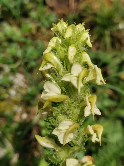 Pedicularis julica, photographed by Ljaž