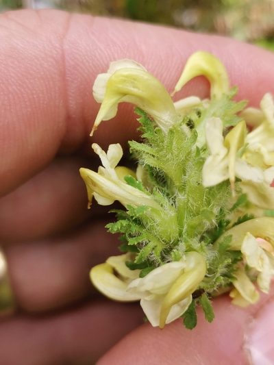 Pedicularis julica, photographed by Ljaž