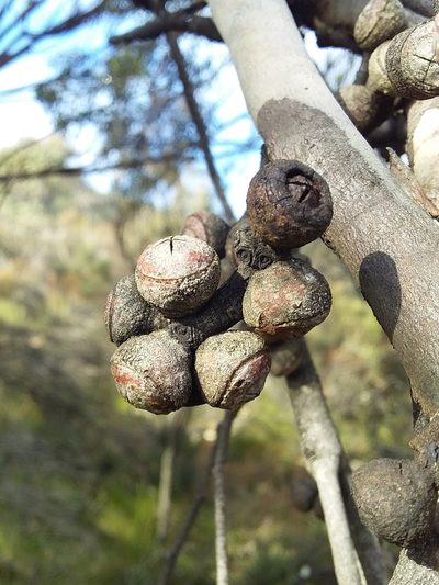 Eucalyptus baxteri, photographed by insiderelic