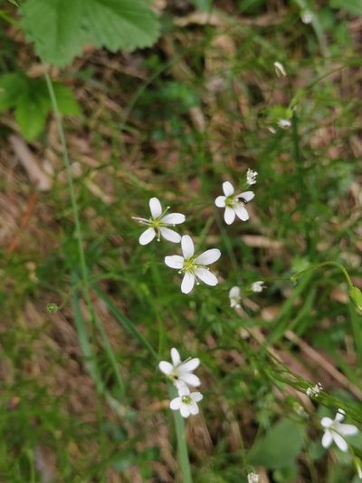 Sabulina austriaca, photographed by Ljaž