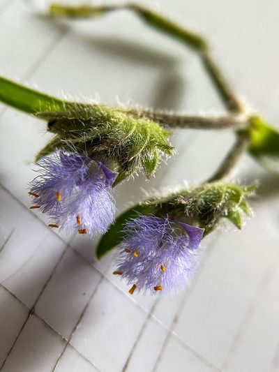 Cyanotis tuberosa, photographed by Swarochi Tathagath