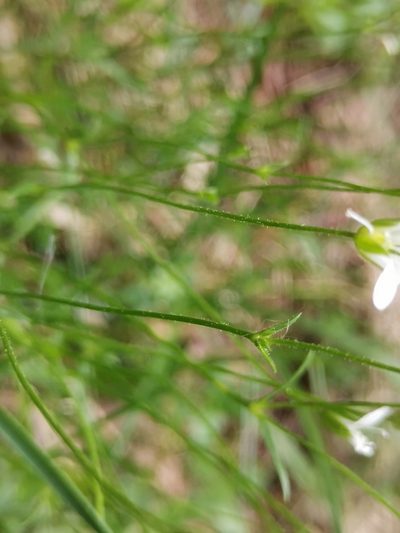 Sabulina austriaca, photographed by Ljaž