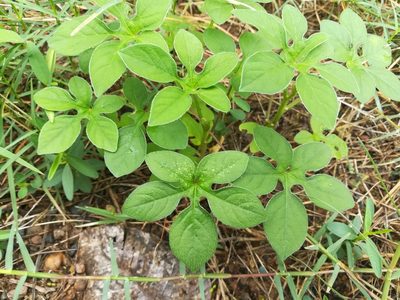 Ipomoea pes-tigridis, photographed by Paulmathi Vinod