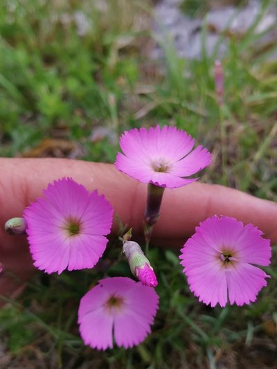 Dianthus sylvestris, photographed by Ljaž