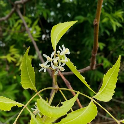 Azadirachta indica, photographed by Paulmathi Vinod