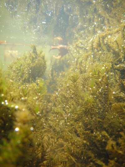 Fissidens fontanus, photographed by Alie / C.A. Kratzer