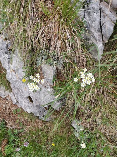 Saxifraga crustata, photographed by Ljaž