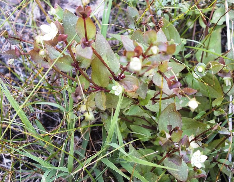 Swertia dichotoma, photographed by Татьяна Фирсова