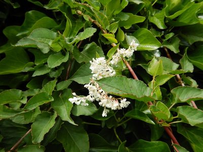 Fallopia baldschuanica, photographed by pete_gateley
