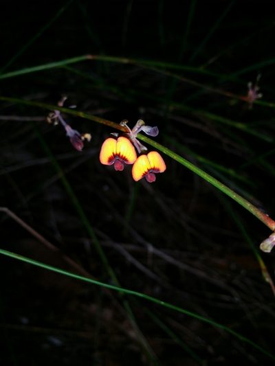 Daviesia triflora, photographed by Helium Luo