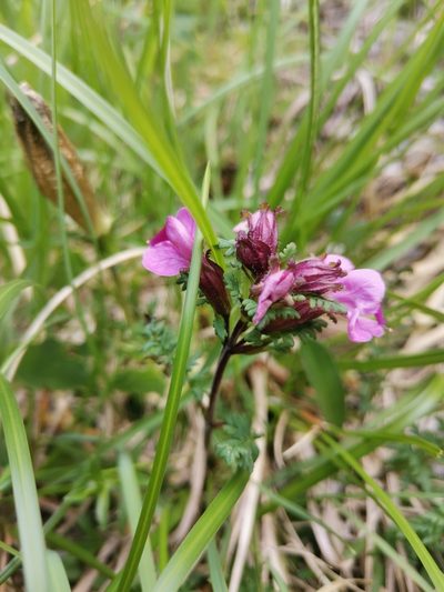 Pedicularis rostratocapitata, photographed by Ljaž