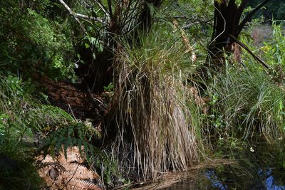 Carex secta, photographed by Christopher Stephens