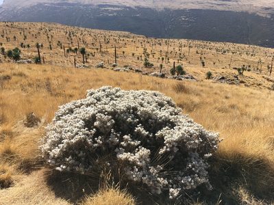 Helichrysum citrispinum, photographed by Stefano Menchetti