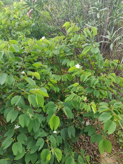 Bauhinia acuminata, photographed by Surabhi Srivastava