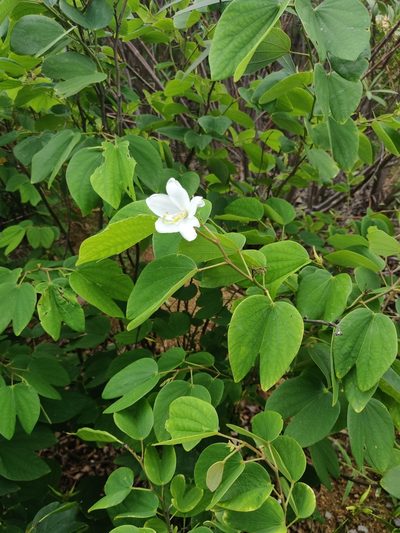 Bauhinia acuminata, photographed by Surabhi Srivastava