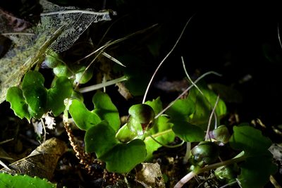 Corybas trilobus, photographed by Christopher Stephens