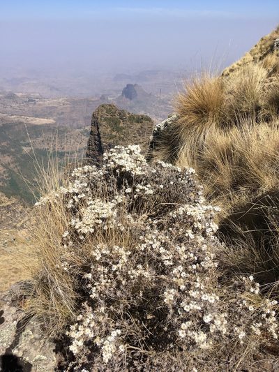 Helichrysum citrispinum, photographed by Stefano Menchetti