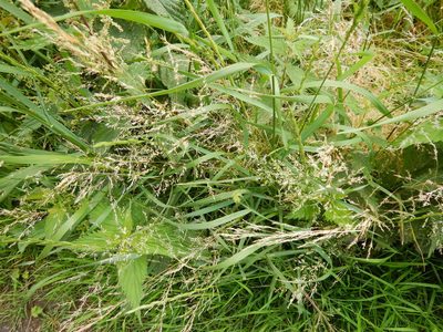 Poa trivialis, photographed by pete_gateley