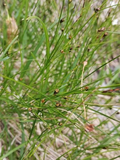 Oreojuncus monanthos, photographed by Ljaž