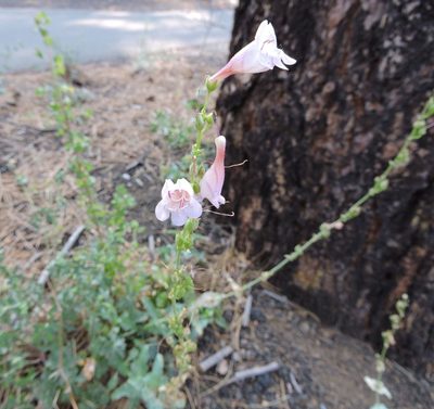 Penstemon clutei, photographed by cwwood