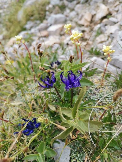 Phyteuma sieberi, photographed by Ljaž