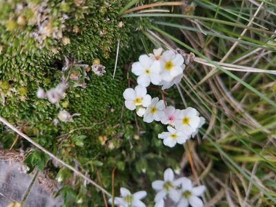 Androsace chamaejasme, photographed by Ljaž