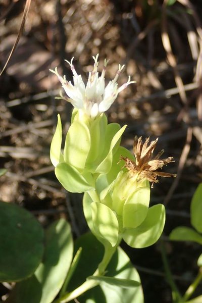 Lopholaena disticha, photographed by Andrew Deacon