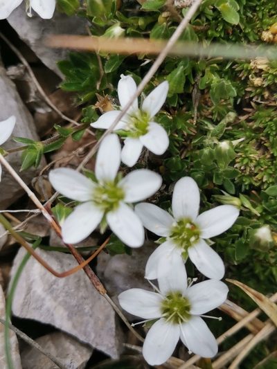 Arenaria ciliata, photographed by Ljaž