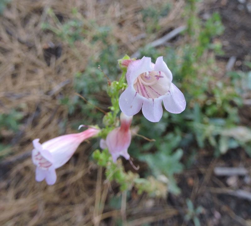 Penstemon clutei, photographed by cwwood