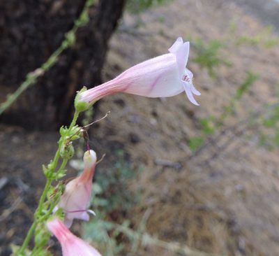 Penstemon clutei, photographed by cwwood