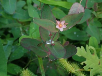 Hypericum virginicum, photographed by Lynn Harper