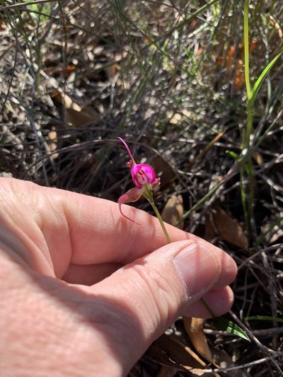 Disperis capensis, photographed by Dave Richardson