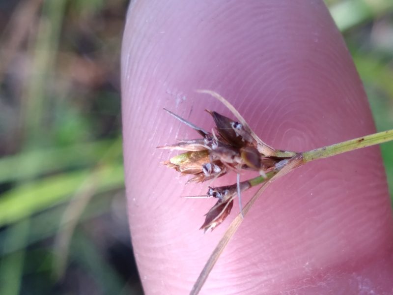 Rhynchospora baldwinii, photographed by Scott Ward