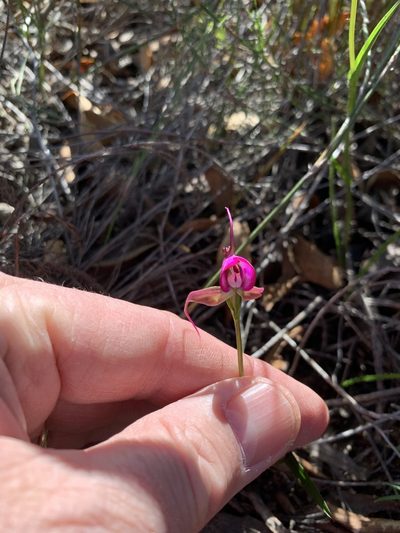 Disperis capensis, photographed by Dave Richardson