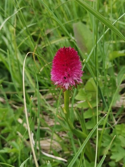 Gymnadenia miniata, photographed by Ljaž