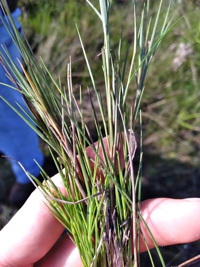 Dichanthelium neuranthum, photographed by Scott Ward