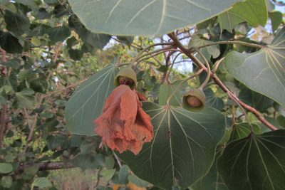 Thespesia populneoides, photographed by coenobita