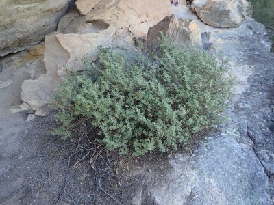 Zieria cytisoides, photographed by ronavery
