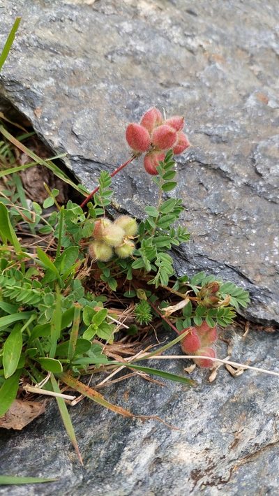 Astragalus oreades, photographed by Алена Ручка