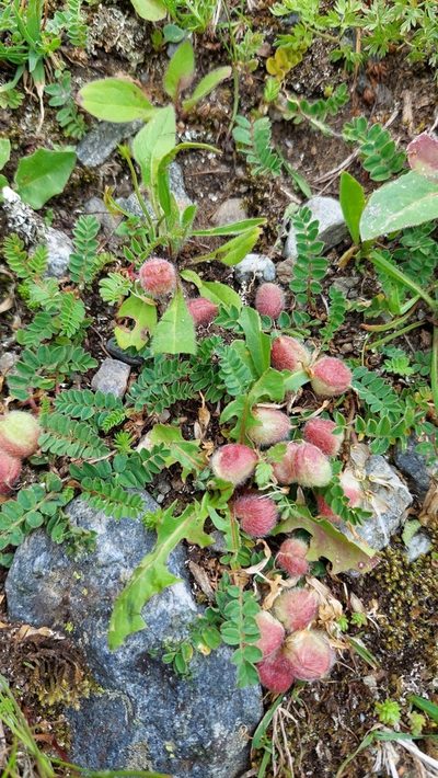 Astragalus oreades, photographed by Алена Ручка