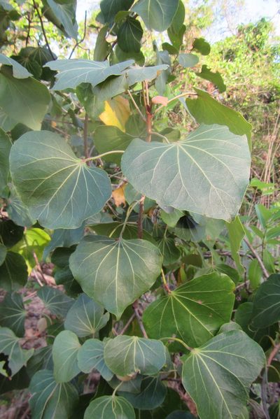 Thespesia populneoides, photographed by coenobita