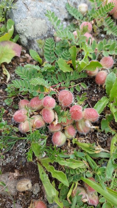 Astragalus oreades, photographed by Алена Ручка