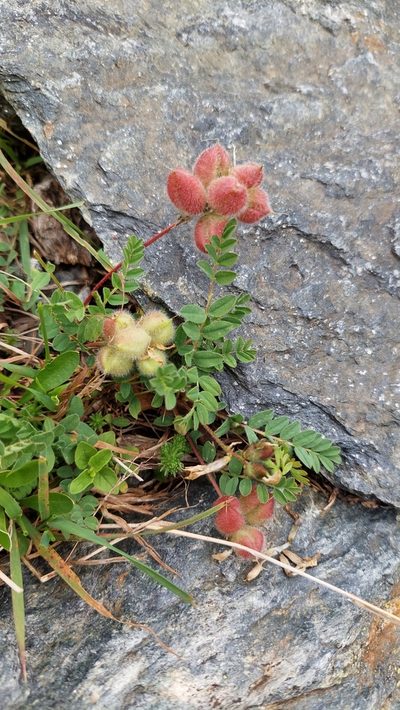 Astragalus oreades, photographed by Алена Ручка