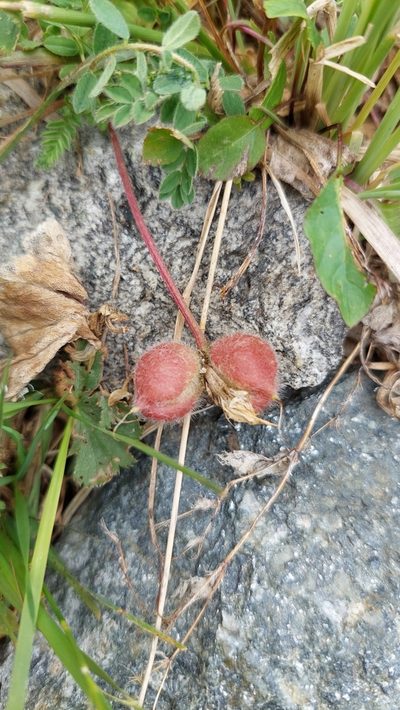 Astragalus oreades, photographed by Алена Ручка